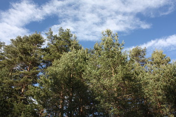 Coniferous forest