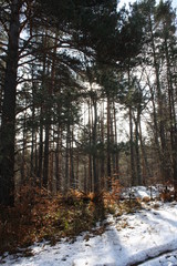 Coniferous forest