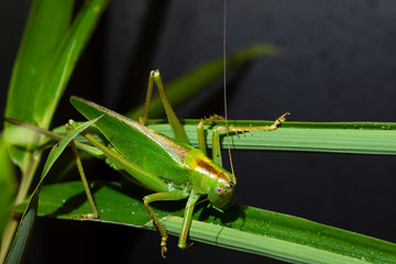 The speckled bush cricket is a species of bush-cricket common in well vegetated areas of Japan, such as woodland margins, hedgerows and gardens