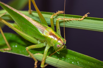 The speckled bush cricket is a species of bush-cricket common in well vegetated areas of Japan, such as woodland margins, hedgerows and gardens