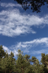 Coniferous forest-the sky