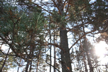 Coniferous forest- trees