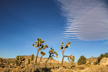 Joshua Tree Nationalpark, Kalifornien, USA