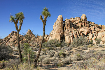 Joshua Tree Nationalpark, Kalifornien, USA