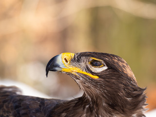 Steppe eagle (Aquila nipalensis) detail of head