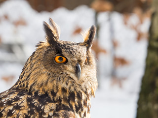 Eurasian eagle-owl (Bubo bubo) majestic bird in winter time
