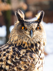 Eurasian eagle-owl (Bubo bubo) majestic bird in winter time