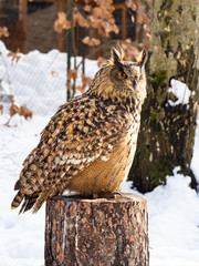 Eurasian eagle-owl (Bubo bubo) majestic bird in winter time