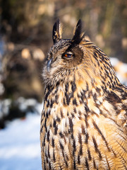 Eurasian eagle-owl (Bubo bubo) majestic bird in winter time