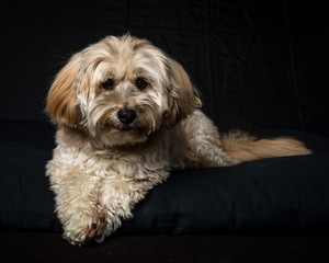 Havanese Dog on Black Background