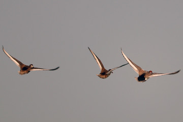 Pochard flying in the sky