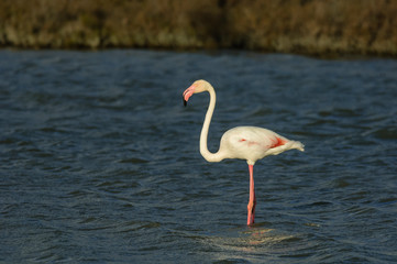 Flamencos en la Camarga francesa