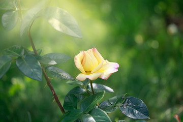 Art photo rose petals isolated on the black natural blurred background. Closeup. For design, texture, background. Nature.