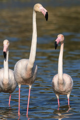 Flamencos en la Camarga francesa