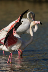 Flamencos en la Camarga francesa