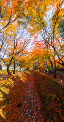 Obraz premium Maple corridor in autumn season in the area of Kawaguchiko lake, Japan.