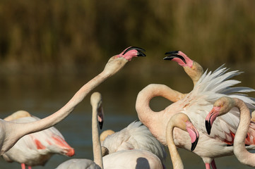 Naklejka premium Flamencos en la Camarga francesa