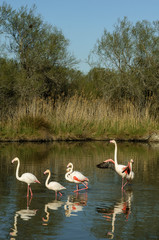 Flamencos en la Camarga francesa