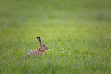 wild hare in the grass