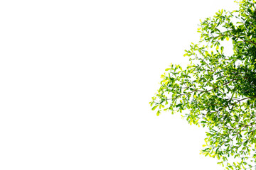 green leaf on white background. leaf terminalia tree.