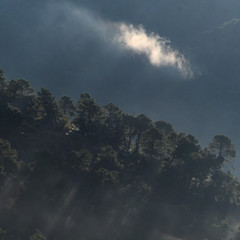 Trees in a forest during Ethereal night at Sierra De Cazorla, Jaen Province, Spain