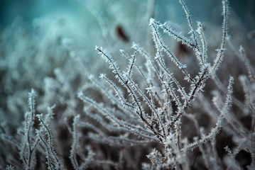 Ukrainian winter weather tales frosted branch ice rime macro photography