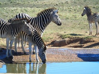 Fototapeta na wymiar Burchell zebras in Addo Elephant NP