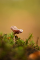 Joli champignon lactaire d'automne