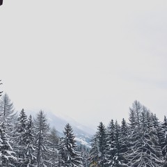 Neige Forêt sapin montagne Suisse flou effet Blanc bleu