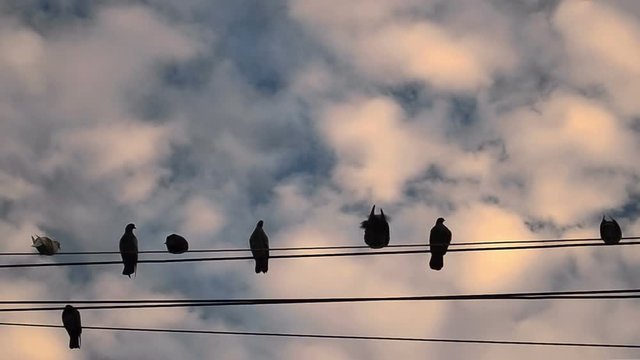 birds on wire and sunset sky background