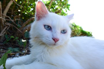 Naklejka na ściany i meble cat with eyes on blue