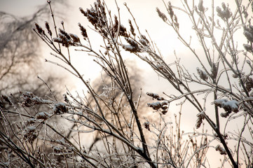 Wnter wonderland: Tree branches covered with ice and snow after the ice rain