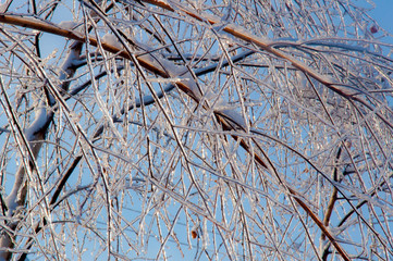 Wnter wonderland: Tree branches covered with ice and snow after the ice rain