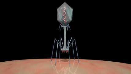 Phage therapy ,  Bacteriophage virus landing on bacteria . Injecting DNA. 3d rendering illustration
