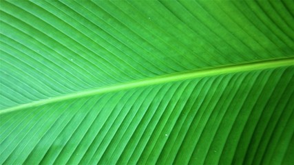 Leaves close to green in the tropics