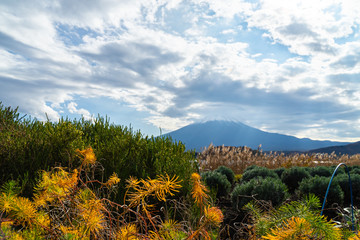 Autumn flowers in Kawaguchiko lake with mountain Fuji in the background.