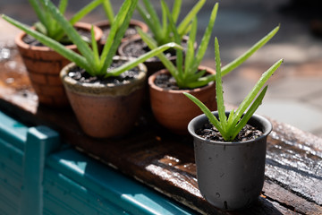 Aloe vera pot plants on wooden table in morning light, backyard activity