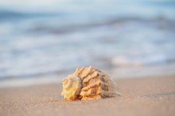 beautiful shell lies on the beach, next to the azure water of the sea