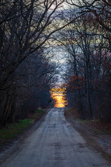 Tree Lined Country Road at Sunset