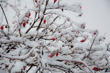 Winter wonderland: Hibiscus branches covered with snow