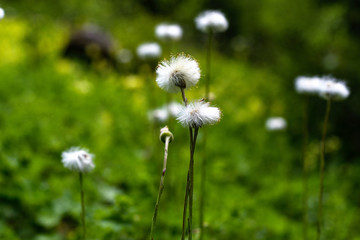 Fototapeta na wymiar dandelion in grass