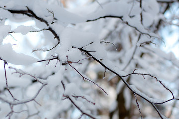 Fototapeta na wymiar Winter wonderland: Tree branches covered with snow