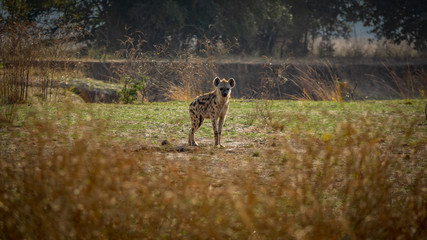 Hyena looking to the camera in the middle of the grassland