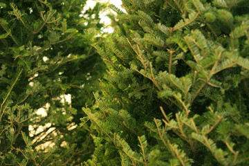 Grren leaves of real Christmas tree 1