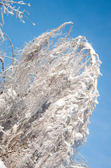 Winter wonderland: Tree branches covered with snow