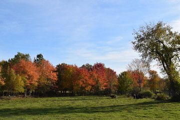 autumn in the park