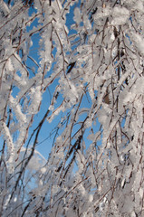 Fototapeta premium Winter wonderland: Tree branches covered with snow