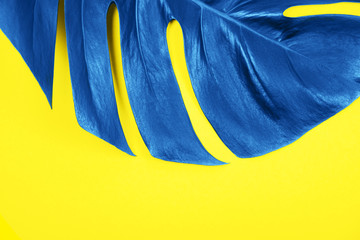 Fototapeta na wymiar Blue colored tropical exotic plant monstera leaf on yellow background.