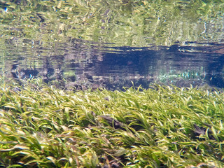 Natural aquarium at Bonito, State of Mato Grosso do Sul, Brazil