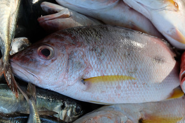 fresh fish on ice at market